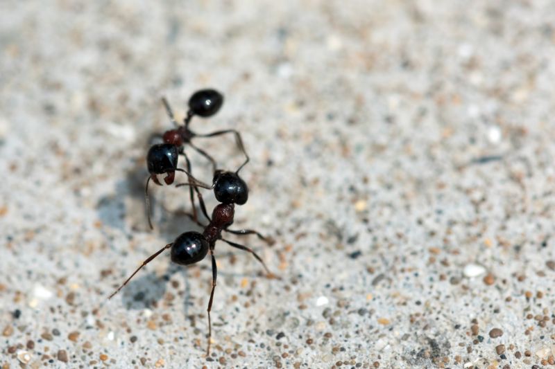 Black Ant Extermination in Katy, TX