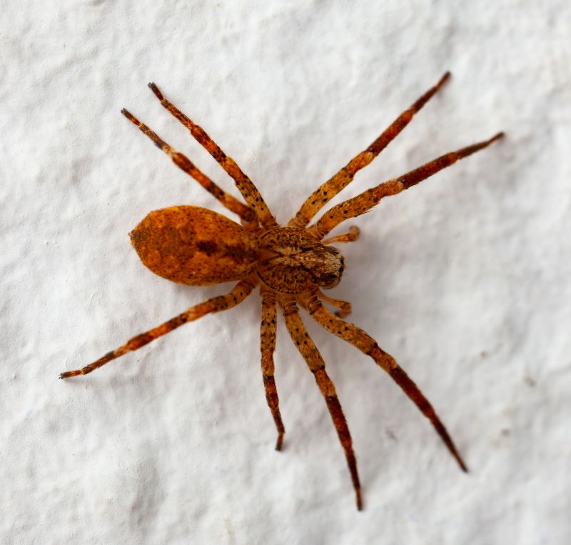 Brown Recluse Extermination in Frisco, TX