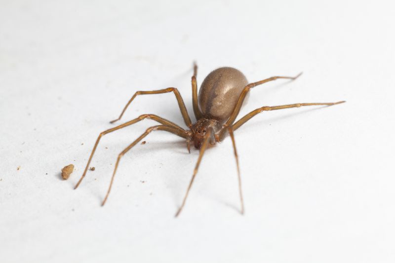 Brown Recluse Extermination in New Braunfels, TX