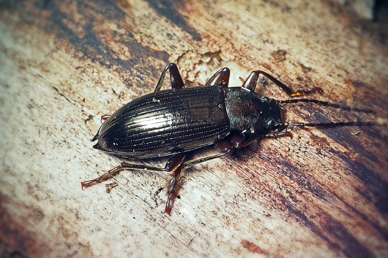 Bug Extermination Service in Arlington, TX