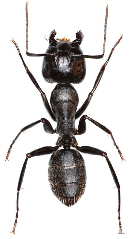 Carpenter Ant Extermination in Denton, TX