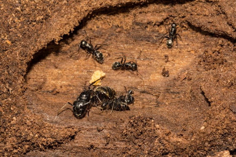 Carpenter Ant Extermination in Katy, TX
