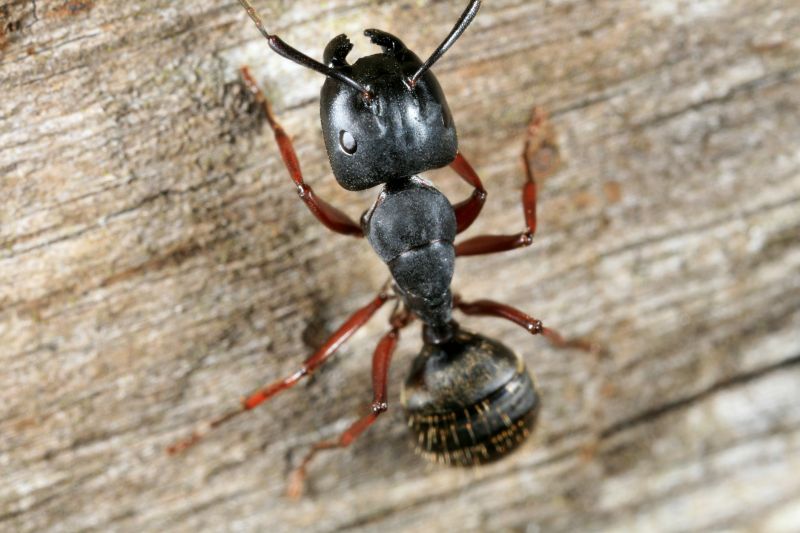 Carpenter Ant Extermination in Frisco, TX