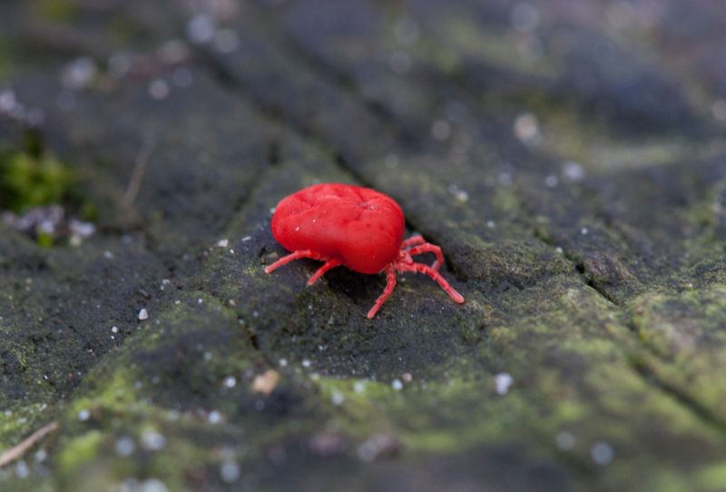 Chigger Extermination in Katy, TX