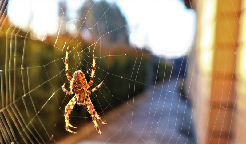 Cross Spider Extermination in Mckinney, TX
