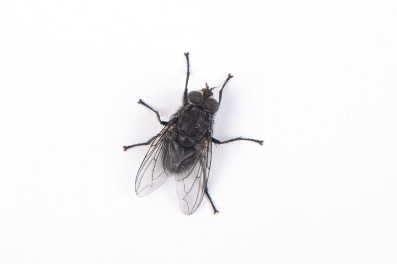 Fly Control Service in Katy, TX