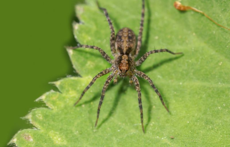 Hobo Spider Extermination in Mckinney, TX
