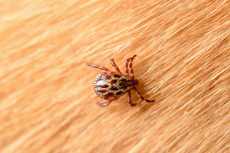 Mites Extermination in Frisco, TX