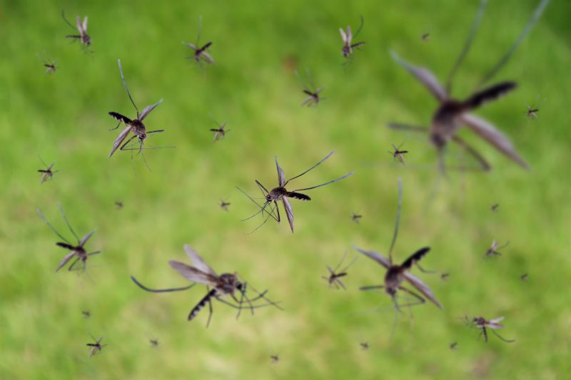 Mosquitoes Pest Control in Rockwall, TX