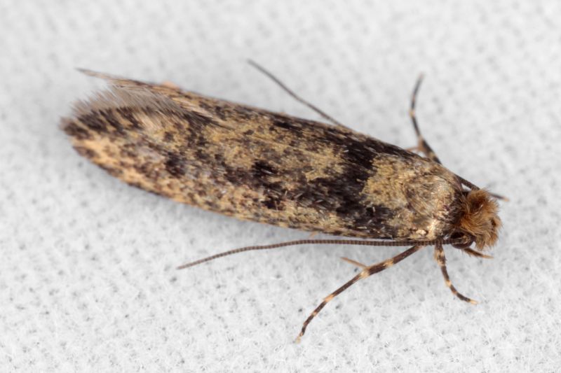 Moth Extermination in Frisco, TX