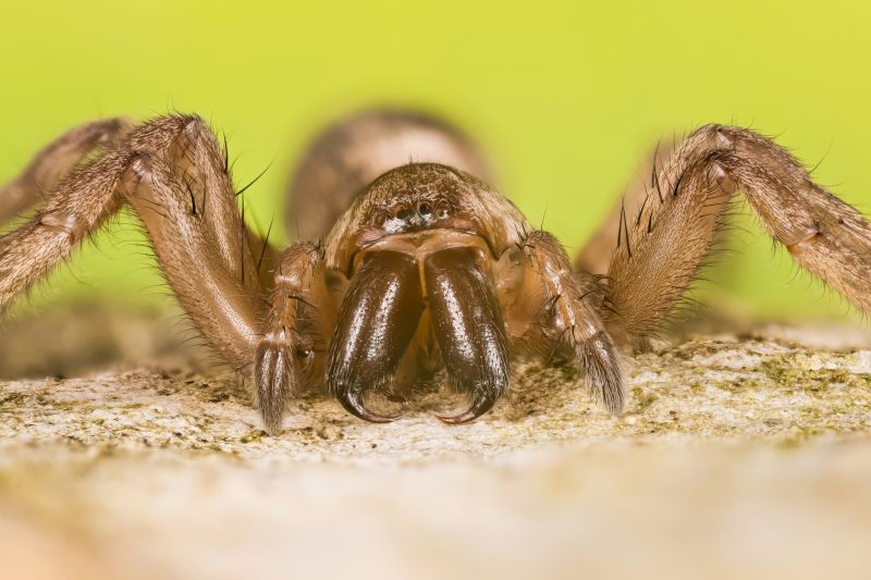 Mouse Spider Extermination in New Braunfels, TX