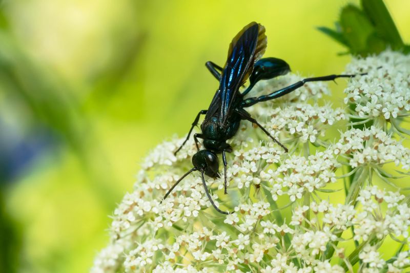 Mud Dauber Extermination in Katy, TX