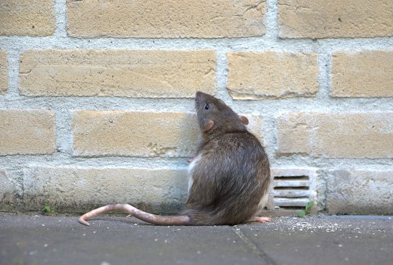 Rat Fumigation Service in Clarksville, TN