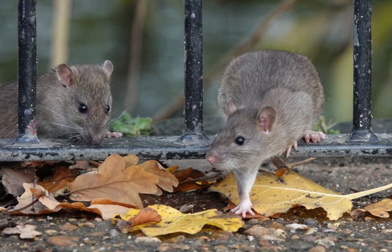 Rat Fumigation Service in Santa Fe, NM