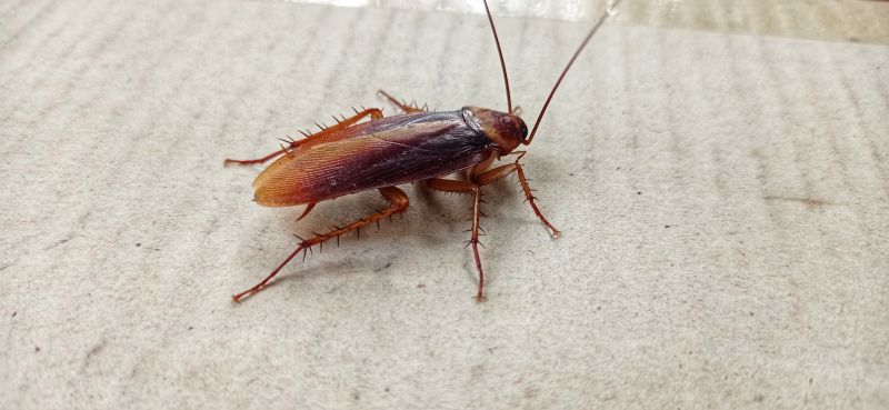 Roach Fumigation in Ann Arbor, MI