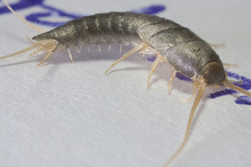 Silverfish Extermination in Arlington, TX