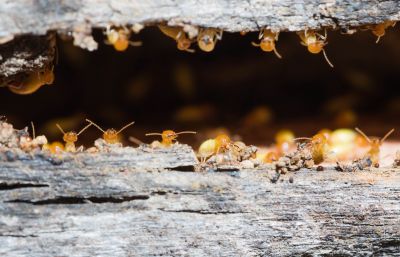Termite Inspection Service in Frisco, TX