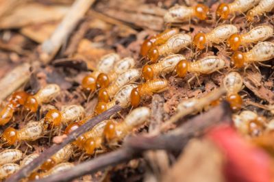 Termite Service in Katy, TX