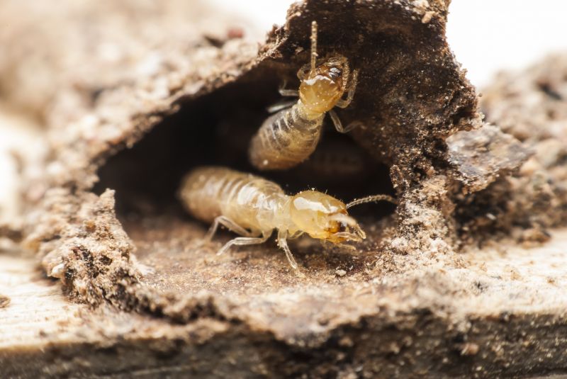 Termites Extermination in Frisco, TX