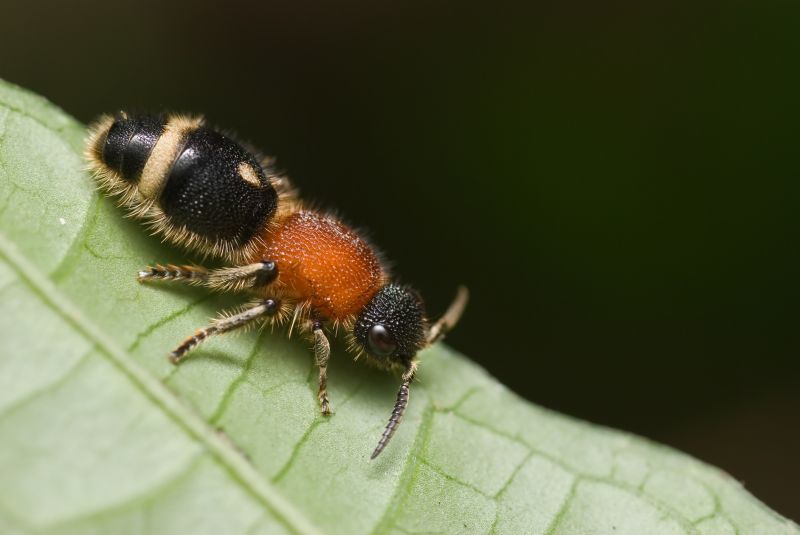 Velvet Ant Extermination in Denton, TX