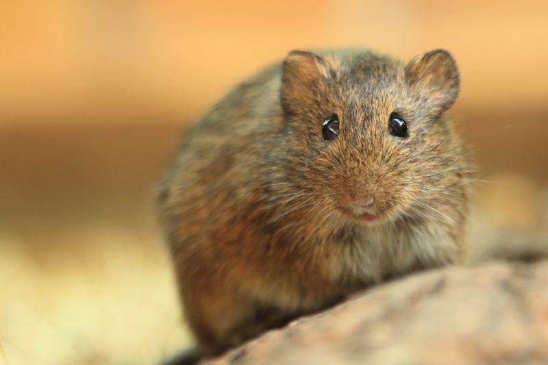 Service Locations for Vole Control