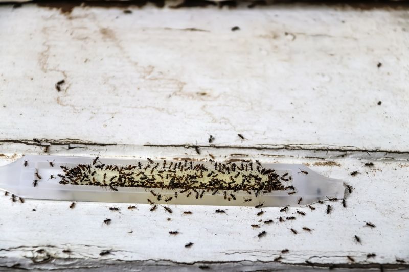 Ants Extermination Service in New Braunfels, TX