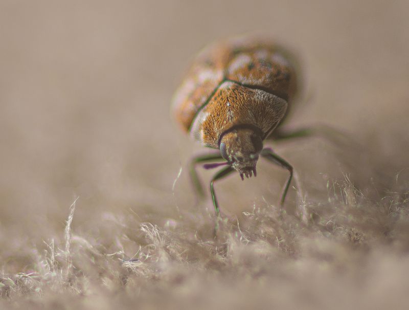 Beetle Removal in Katy, TX
