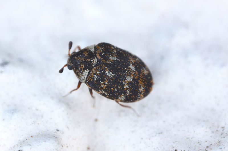 Beetle Removal in Frisco, TX