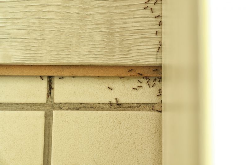 Black Ant Extermination in Arlington, TX
