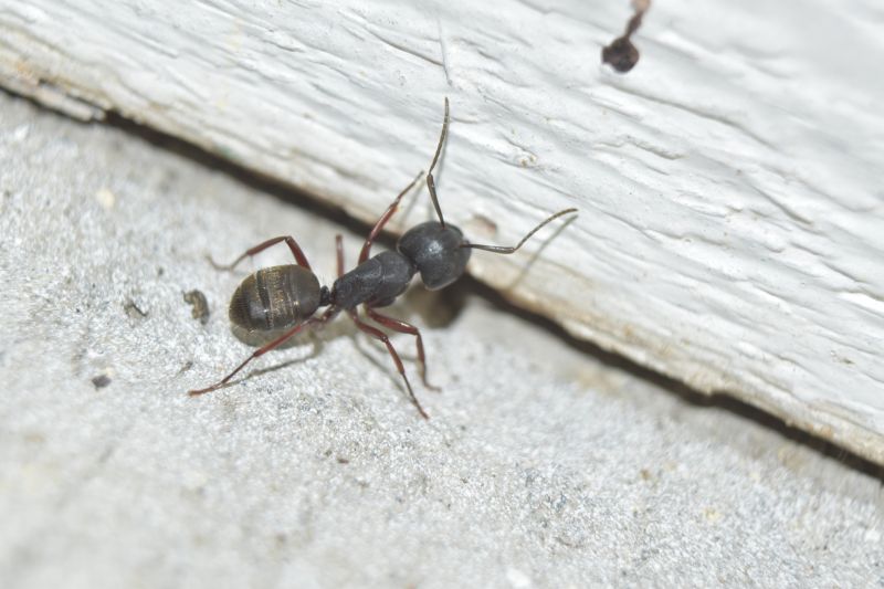 Black Ant Extermination in Frisco, TX
