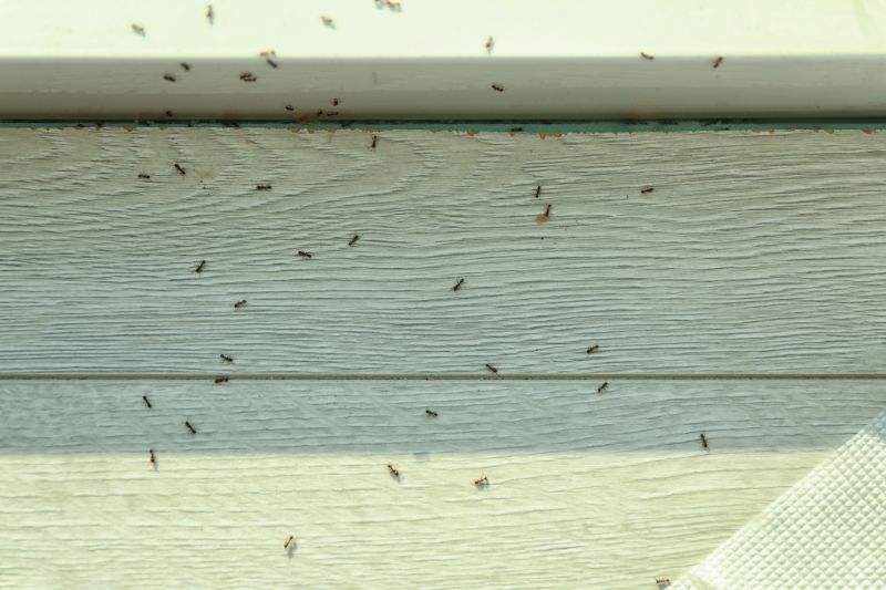 Black Ant Extermination in Frisco, TX