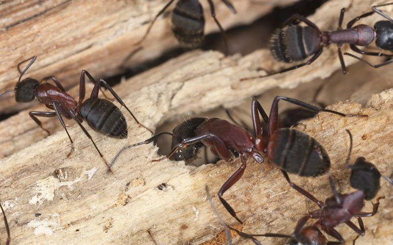 Black Ant Extermination in Rockwall, TX
