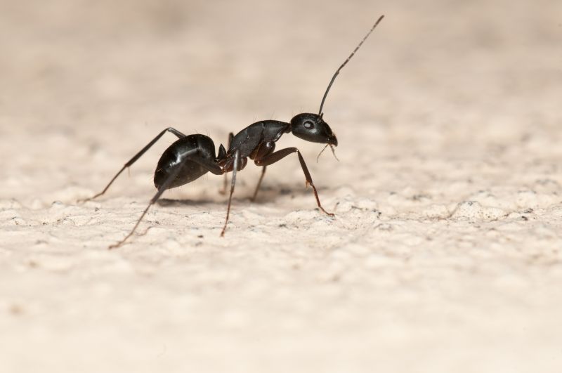 Black Ant Extermination in Rockwall, TX