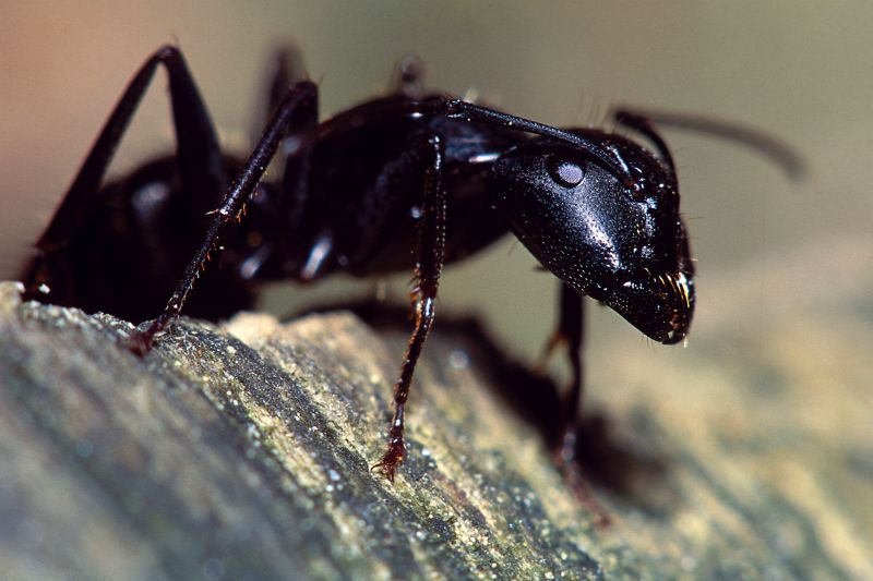 Black Ant Extermination in Katy, TX