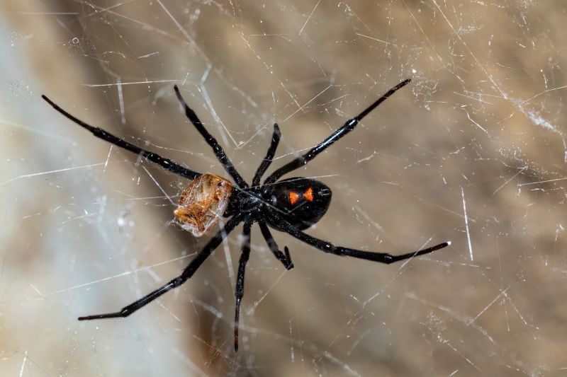 Black Widow Extermination in Denton, TX