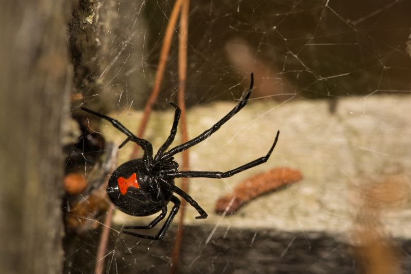 Black Widow Extermination in Denton, TX