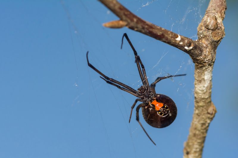 Black Widow Extermination in Fort Worth, TX