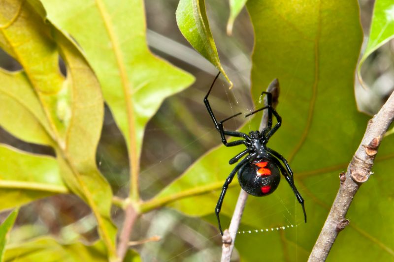Black Widow Extermination in Rockwall, TX