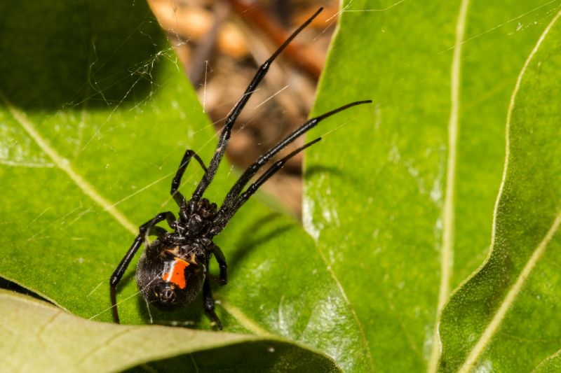 Black Widow Extermination in Katy, TX