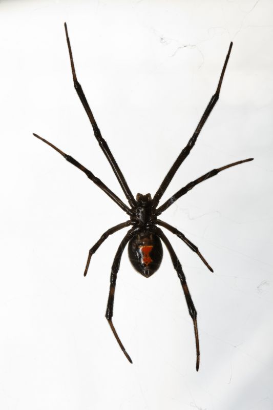 Black Widow Extermination in Mckinney, TX