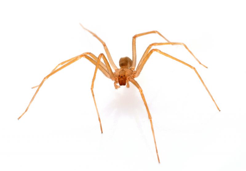 Brown Recluse Extermination in New Braunfels, TX