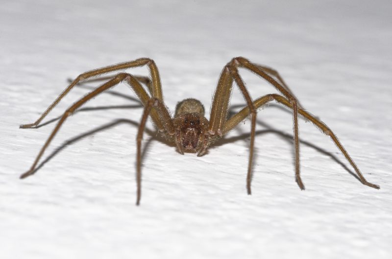 Brown Recluse Extermination in New Braunfels, TX