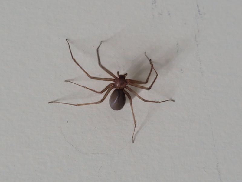 Brown Recluse Extermination in Katy, TX