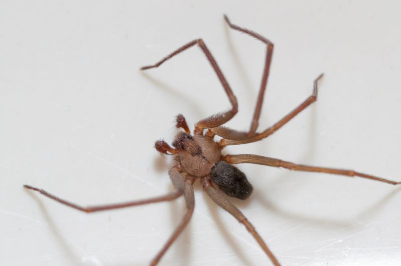 Brown Recluse Extermination in Katy, TX
