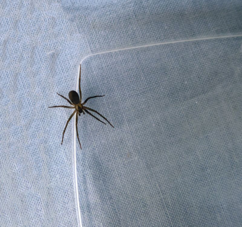 Brown Recluse Extermination in Fort Worth, TX