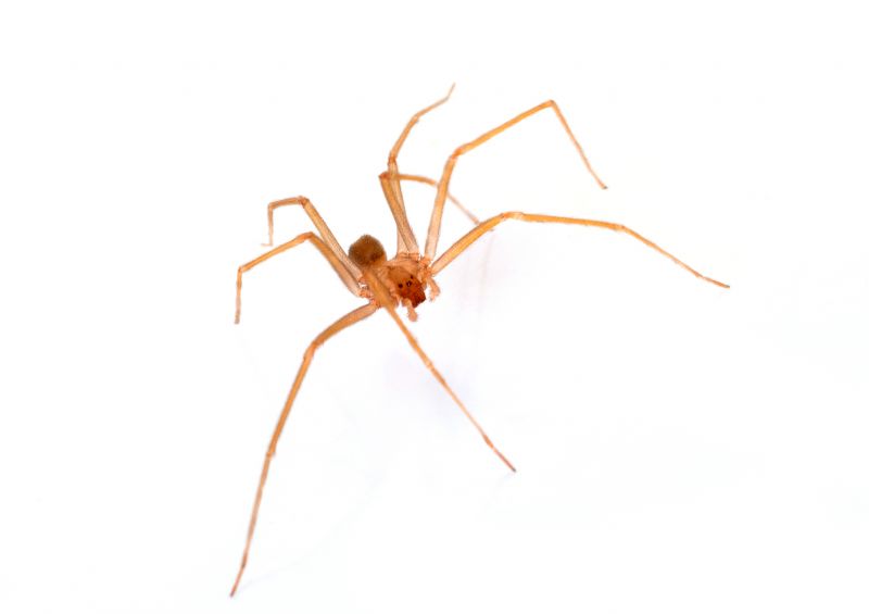 Brown Recluse Extermination in Fort Worth, TX