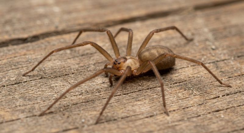 Brown Recluse Extermination in Fort Worth, TX