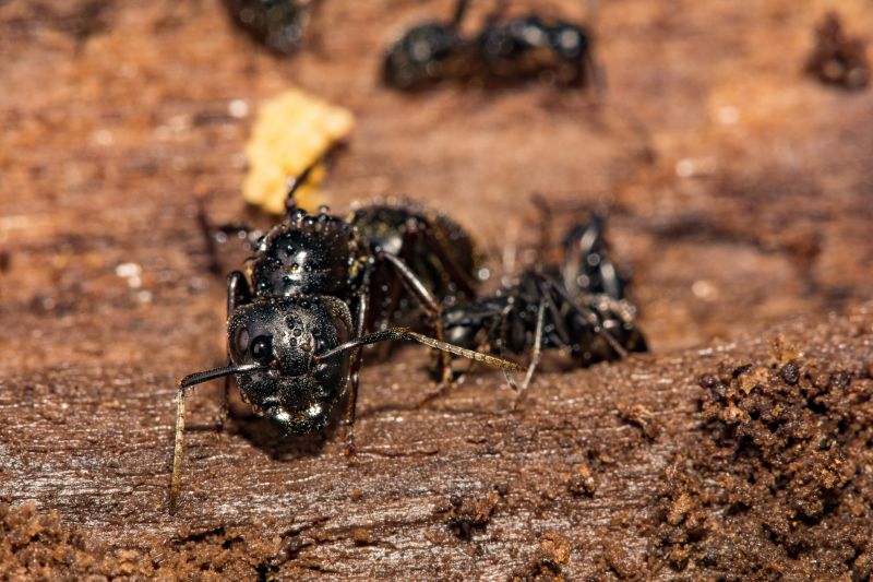 Carpenter Ant Extermination in New Braunfels, TX