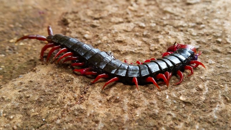 Centipede Extermination in Frisco, TX