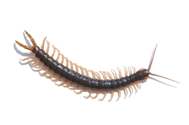 Centipede Extermination in Frisco, TX